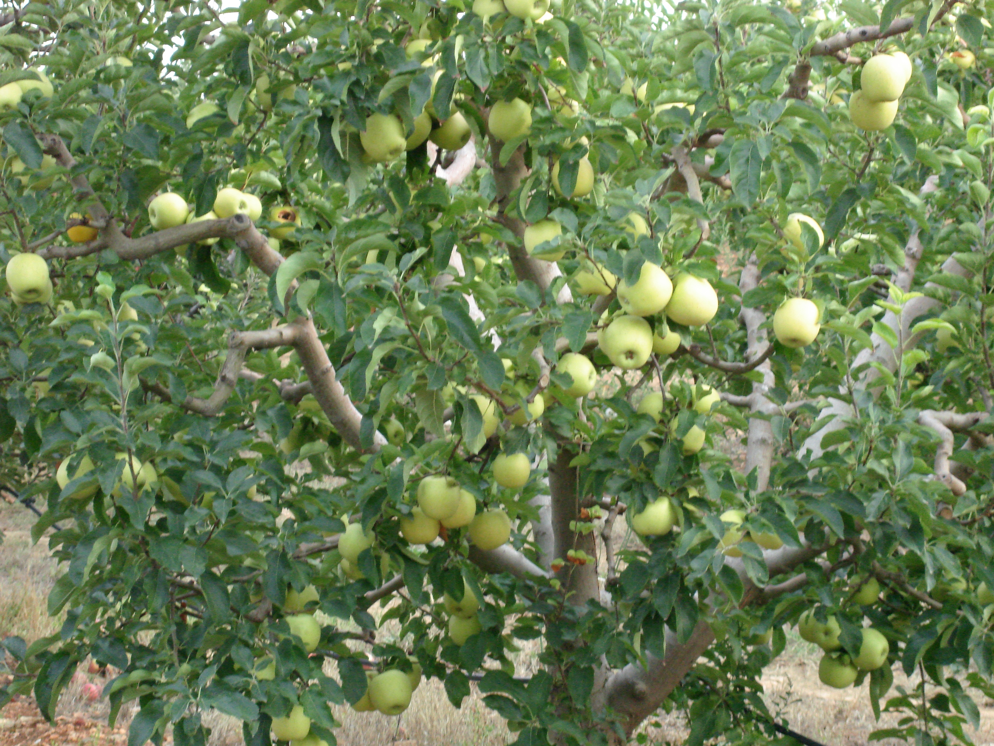 Manzana golden